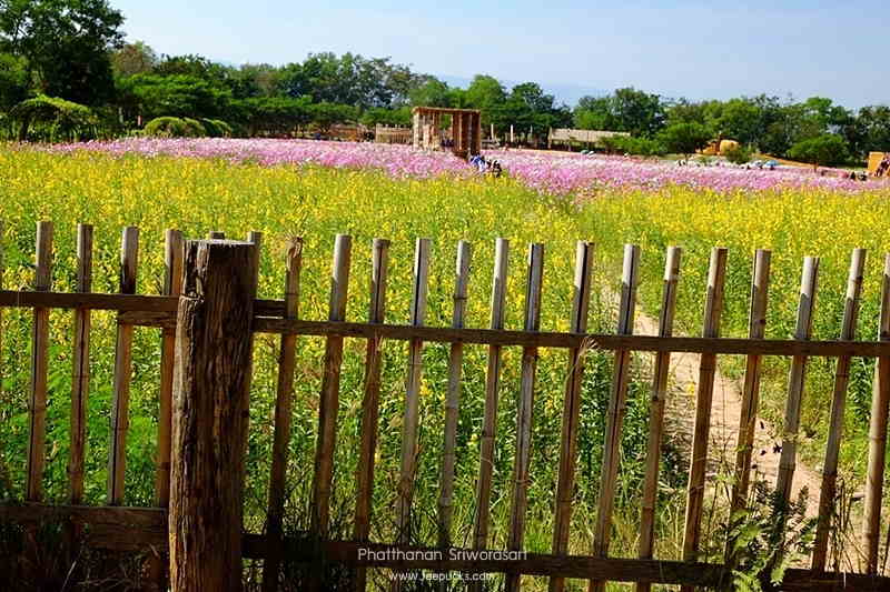 jim_thomson_farm_korat_6