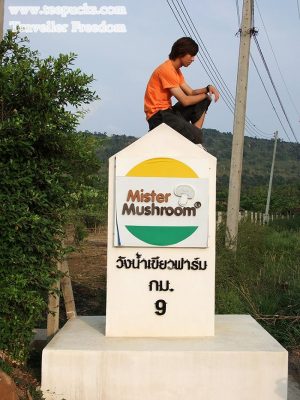 ฟาร์มเห็ด วังน้ำเขียวฟาร์ม