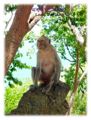 เที่ยวสัตหีบ อ่าวนาวิกโยธิน หาดเตยงาม