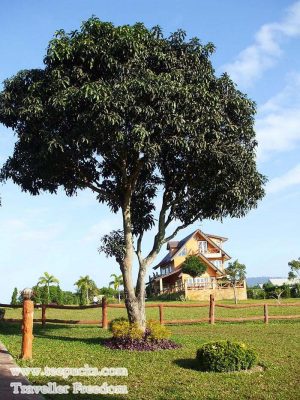 วังน้ำเขียว-สวิตเซอร์แลนด์ แดนอีสาน